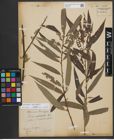 Foto von Salix triandra L. x Salix viminalis L.